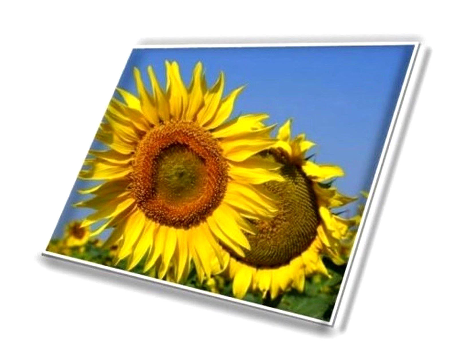 Ne173qhm-nz1 V8.1 V8.0 Qhd 40 Pin 17.3″ 240hz Lcd Screen Msi Stealth1713017