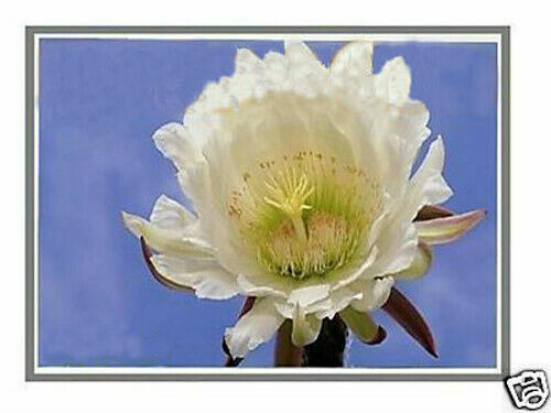 HP Spare P/N M36316-001 LCD LED Screen 14″ FHD Replacement Display New